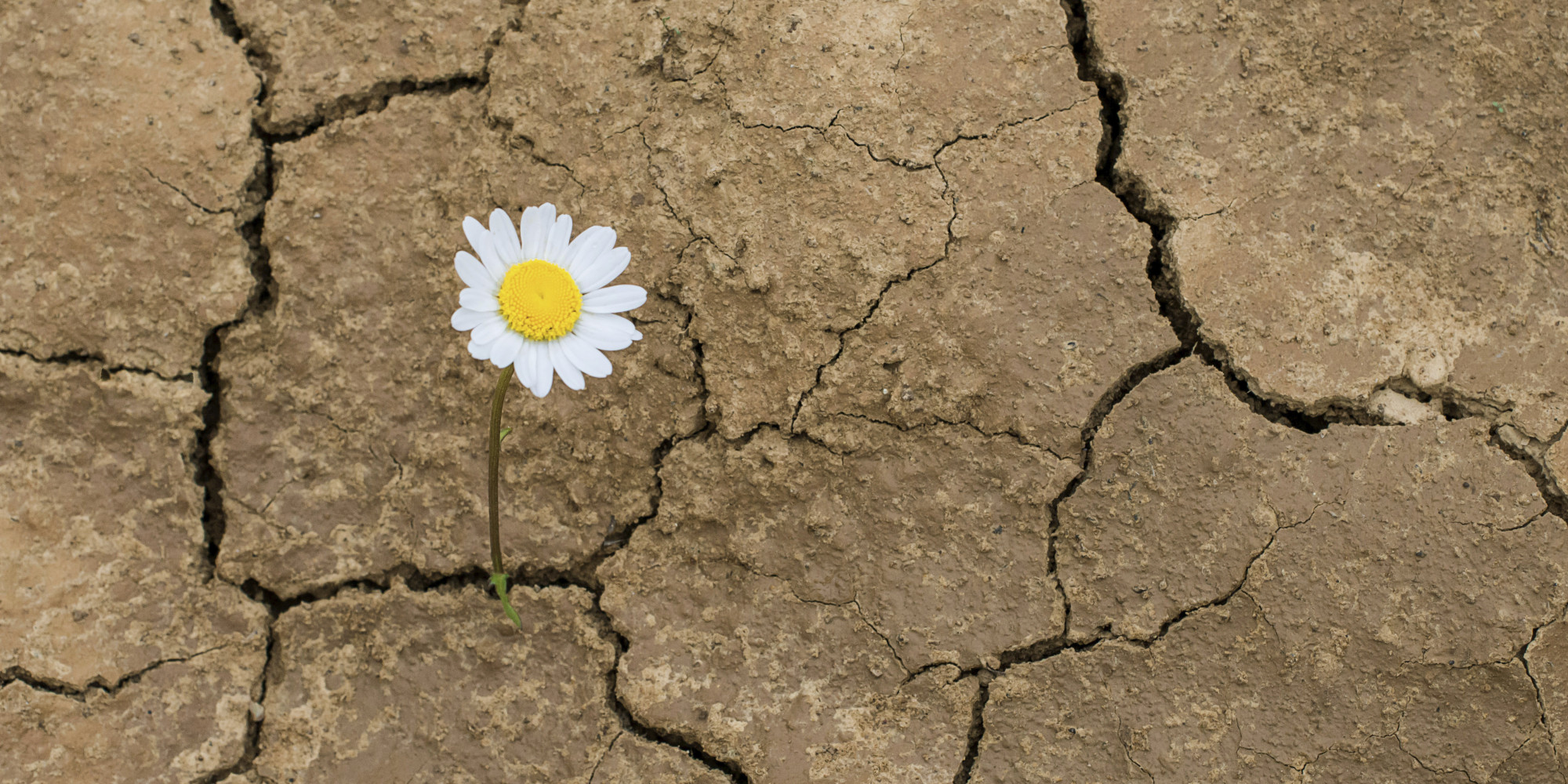 Resiliencia y la capacidad humana de superar experiencias críticas